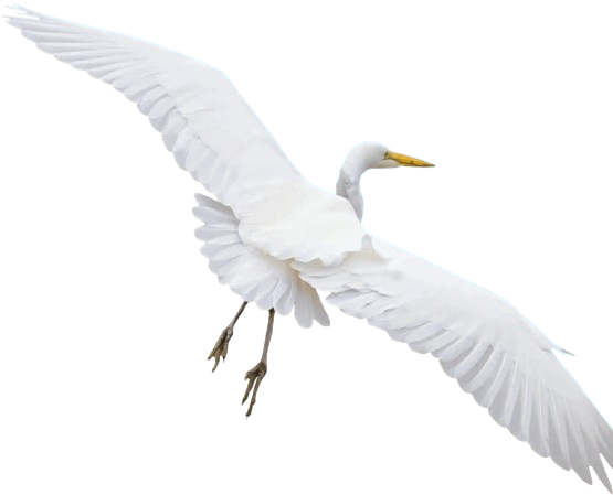 Bingimalla_Projects_The_Exotica_Bird